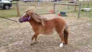 Pony with laminitis vet check [upl. by Cullin]