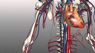 Veins of the body  PART 1  Anatomy Tutorial [upl. by Beller]