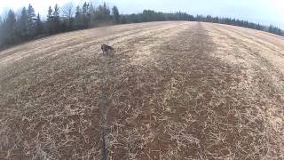 Dog Training  Tracking Through Drive [upl. by Telfer737]