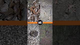 Which One is More DANGEROUS Copperheads vs Cottonmouth full video linked herping snake [upl. by Wilcox452]