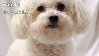 Dogs 101 Bichon Frise [upl. by Jeremie]