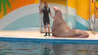 Istanbul Dolphinarium show [upl. by Khichabia]