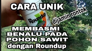 ROUNDUPRONDAP CARA MEMBASMI BENALU SUPER PADA POHON SAWIT DENGAN ROUNDUP [upl. by Saticilef867]