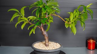 Bonsai Nectarine pruning and wiring tree 18  part 1 [upl. by Ruthven403]