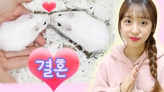 햄스터 신랑 신부 첫만남♥ 햄스터 결혼 준비 햄스터 교배에 관한 이야기 hamster marriage Hamster mating 이루리 [upl. by Cavill694]