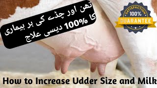 How to Increase Udder size and Milk of Buffaloes amp Cows  Desi Medicine amp Treatment for Udder of Cow [upl. by Adora]