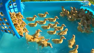 Ducklings from the supermarket 20 [upl. by Acinom]