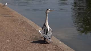 Hot Grey Heron [upl. by Nairoc]