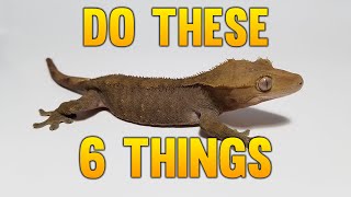 6 Things I Would Do Starting Over Breeding Geckos [upl. by Avle]