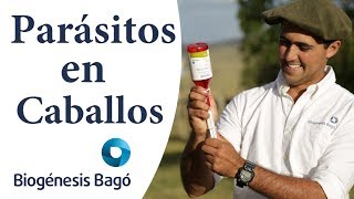 ¿Cómo desparasitar caballos  Biogénesis Bagó [upl. by Eenhpad]