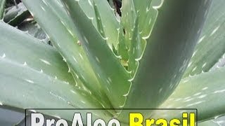 ALOEVERA BR  O INTESTINO DETERMINA A SAÚDE DE UMA PESSOA [upl. by Burrill]