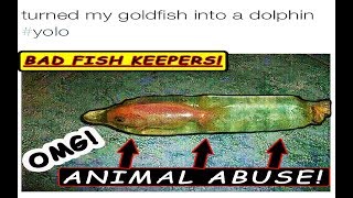 BAD FISH KEEPERS HE PUT HIS GOLDFISH IN A CONDOM [upl. by Dyoll]