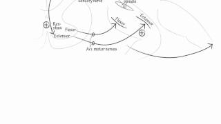 Muscle Stretch Reflex Draw it to Know it Neuroanatomy [upl. by Aremus]