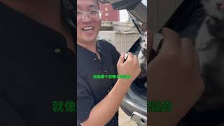 美短起司米努特矮脚猫 主打甜美可爱，脸蛋超级甜起司猫 米努特矮脚猫 猫咪 萌宠出道计划 [upl. by Jereld]