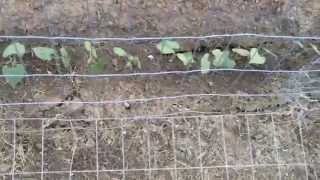 High Density Espalier Gardener  Veggies that grow on Vines 031815 [upl. by Huesman]