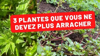 3 plantes que vous ne devez plus arracher [upl. by Ezri501]