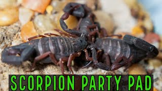 Unboxing Florida Bark Scorpion Communal C gracilis [upl. by Aliekahs171]