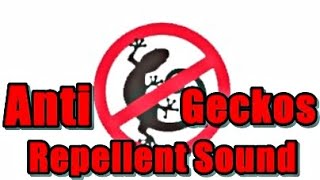 Anti Geckos Repellent Sound AvoidGeckos AntiLizards [upl. by Asirret697]