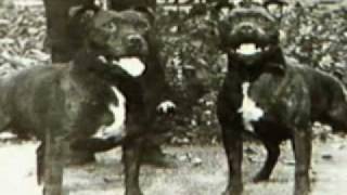 Staffordshire Bull Terrier part1 [upl. by Gnot]