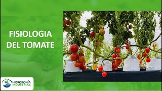 Webinar  Cultivo Hidropónico de Tomate [upl. by Christy]