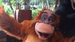 Meeting Baloo and King King Louie at Disneys Animal Kingdom [upl. by Farmer]