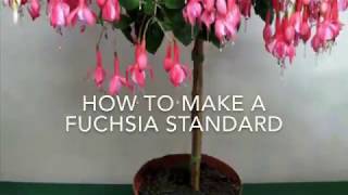 How to Make a Fuchsia Standard  Fuchsia Tree How To Make A Standard Fuchsia Get Gardening [upl. by Ordnagela580]