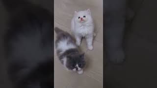 Cute kittens newsong music love catshorts musiccat cat cuteanimal catlover song [upl. by Terryn]