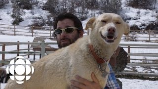 Sled Dogs Former Musher Seth Sachson  Documentary Specials  CBC [upl. by Mannos466]