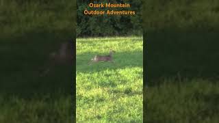 Slow Mo Archery shot hunting bowhunting archery deer missouri whitetail deerhunting bucks [upl. by Kinelski531]