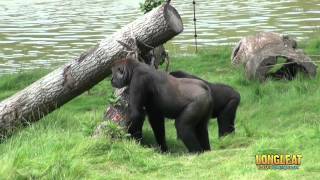 Introducing Longleat Safari amp Adventure Parks New Band of Gorillas [upl. by Martina166]