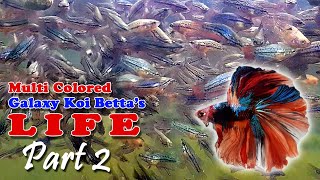 MultiColored Galaxy Koi Bettas Life  Breeding Betta Fish  How to Grow Betta Fish Part 2 [upl. by Cherida]