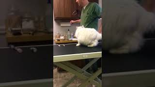 “Hilarious” my cat attacking the vet [upl. by Woodall494]