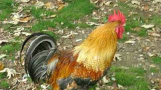 ROWDY ROOSTER CROWING [upl. by Uriah]