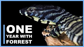 One Year with Forrest the Lace Monitor and Taming Tips [upl. by Eirbua]