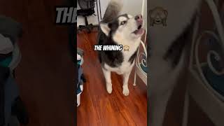 Owning a husky funnyvideo funnydog talkingdog dogvideo siberianhusky dogparent [upl. by Garges]