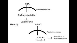 Cyclosporine  Mechanism Clinical Use amp Side Effects [upl. by Feriga442]