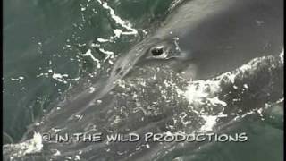 Humpback Whale Footage Extreme Close Up Blowhole [upl. by Arakahs]