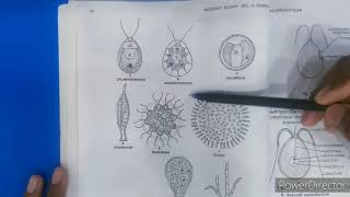 CHLOROPHYCEAE characters and VolvoxBSC 1ST YEAR [upl. by Channa487]