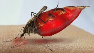 What Happens to Your Blood Inside a Mosquito [upl. by Oinotnanauj]