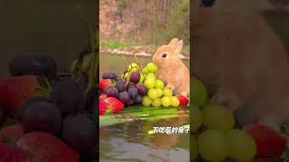 Cute rabbit cuterabbiteating rabbiteating cute rabbitfood funny rabbiteatingcarrot rabbitdiet [upl. by Pich]