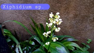 Calm and Serene Indoor Horticulture Varieties  Xiphidium sp [upl. by Hairabez420]