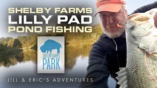 Shelby Farms Park  Bass Fishing at the Lilly Pad Pond [upl. by Irtak344]