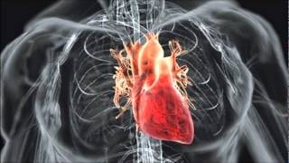 HUMAN HEART BEAT SOUND EFFECT IN HIGH QUALITY [upl. by Bouton]