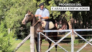 🔥🐎 PROGRESOS DE CABALLO EMPACADOR  Antes y después 🔥🐎 [upl. by Hasseman]