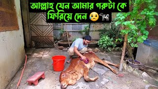 আল্লাহ যেন আমার গরুটা কে ফিরিয়ে দেন 😥🐄 [upl. by Llevart]