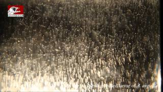 Newly hatched larvae of European eel [upl. by Chantalle]