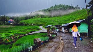 Turun Hujan Dan Kabut di Pedesaan Nambah Betah Dan Indah Suasana Kampung di Tengah Sawah [upl. by Jarek146]