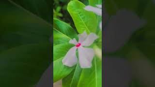 catharanthus nature flower MalySof2j [upl. by Lorianna]