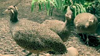 Elegant crested tinamou bird Chile Argentina bird [upl. by Rosemary]