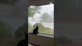 Cat unfazed by monsoon in Arizona [upl. by Drabeck614]